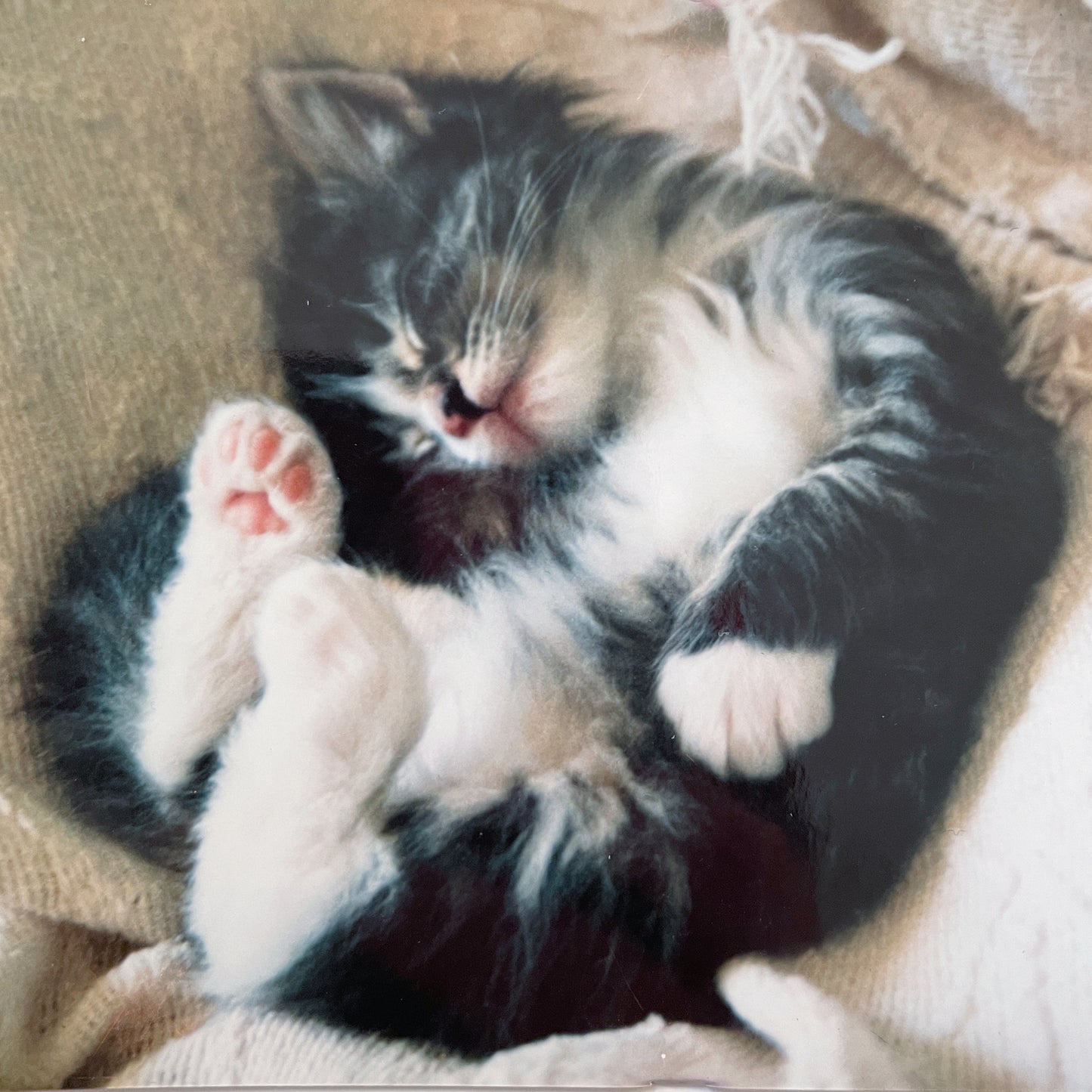 Kitten Sweatshirt
